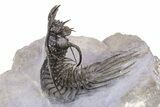Alien-Looking Quadrops Trilobite - Fantastic Preparation #382871-2